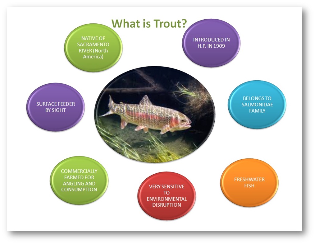 what is trout (JPG, 131 KB)
