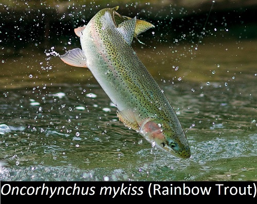 rainbow trout