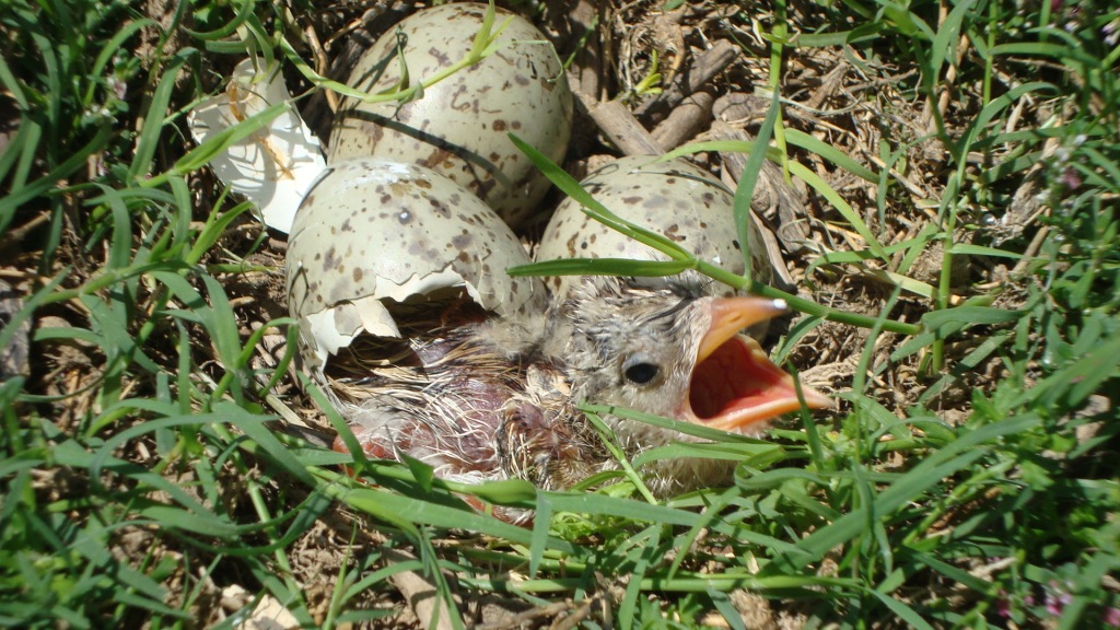 RIVER TERN CHICK HATCHING