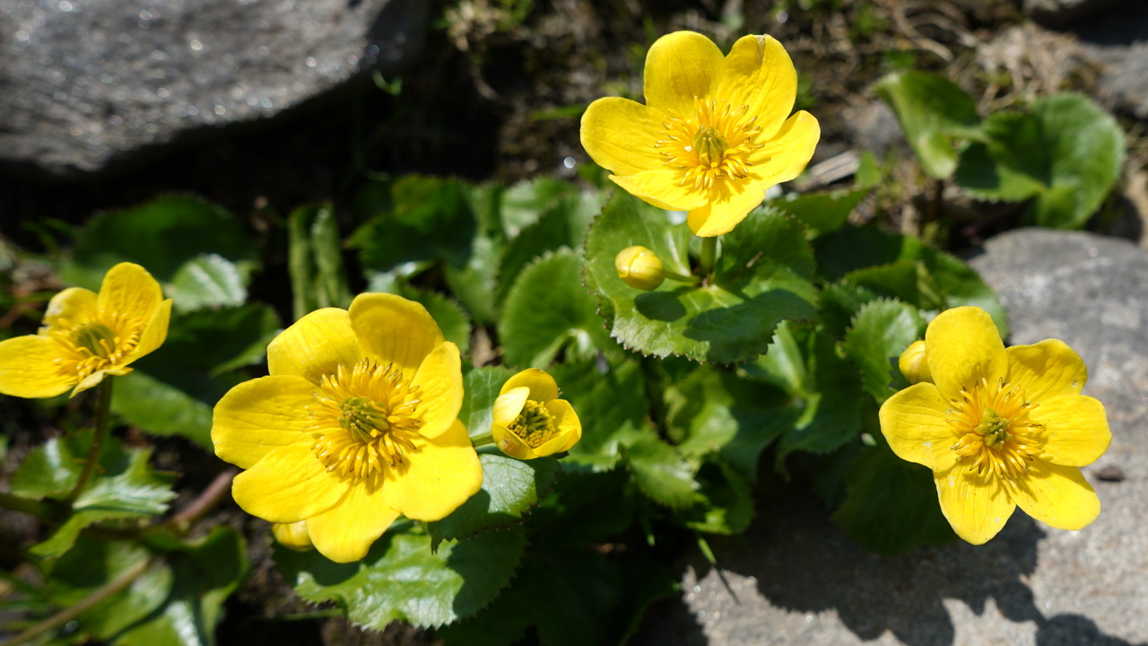 YELLOW BUTTERCUPS WILD FLOWER