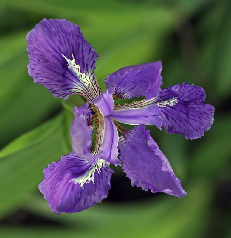 IRIS FLOWER