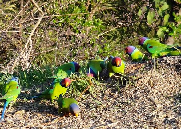 LOVELY PARROTS IN A GROUP