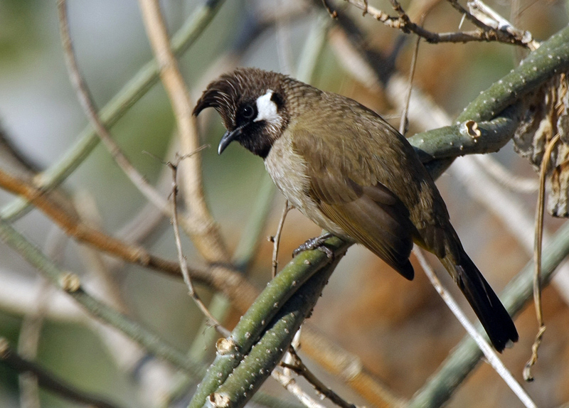HIMALAYAN BULBUL