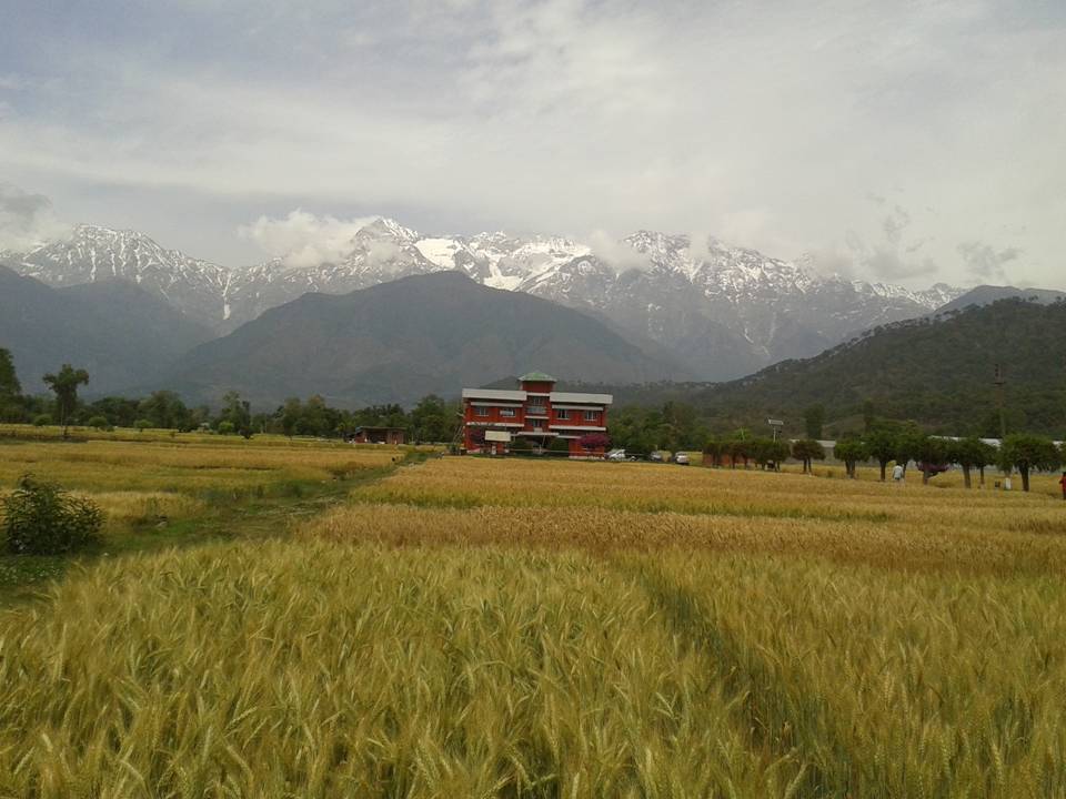 RICE AND WHEAT RESEARCH CENTRE, MALAN, KANGRA