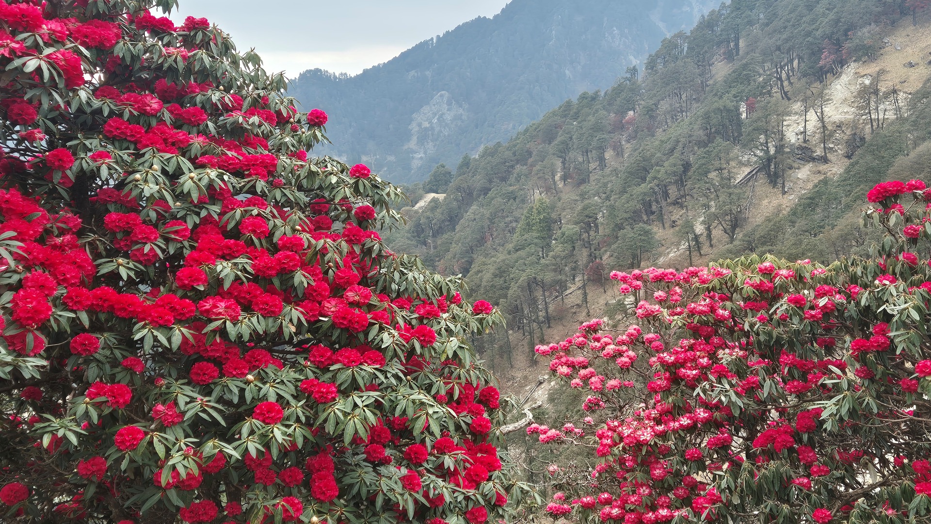 Pink and Red Buransh Flower on the Hills of Billing