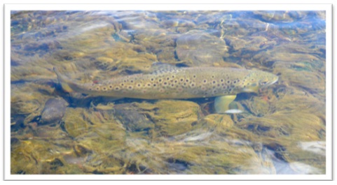 brown trout (JPG, 50 KB)