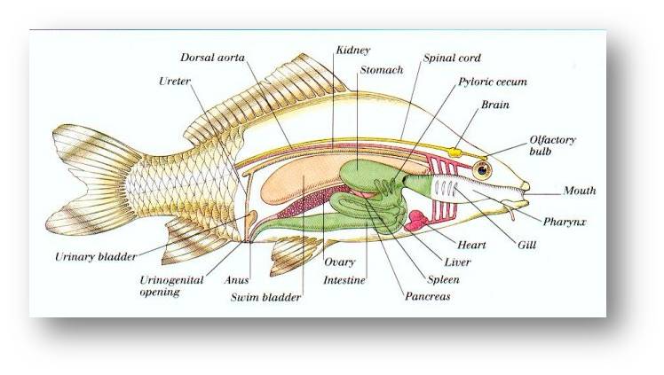 Internal Organs of Fish (JPG, 44 KB)
