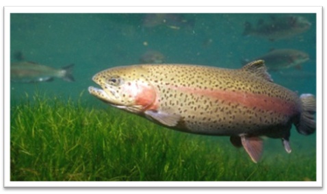 rainbow trout (JPG, 39 KB)