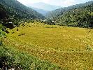   Photo Courtesy: Dr. Ajai Srivastava, Principal Scientist, Rice and Wheat Research Centre, Malan, Kangra   E-mail: ajai_mustard@rediffmail.com