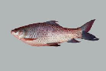 Fish Varieties